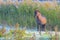 Horse in a field in wetland in sunlight at sunrise in autumn