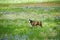 Horse in Field of Wildflowers