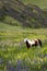 Horse in Field of Wildflowers