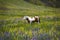Horse in Field of Wildflowers
