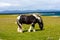 A horse in the fields of Iona in the Inner Hebrides, Scotland