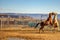 HORSE FIGHT GRAND CANYON NATIONAL PARK