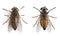 Horse flies in front of a white background