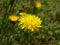 Horse flower, yellow flower in field closeup.