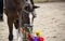 Horse and Flowers