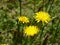 Horse flowers in grass field. Yellow weeds in garden.