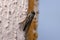 Horse fly closeup shot, Tabanus sulcifrons, Satara