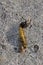 Horse Fly eating a dead yellow caterpillar