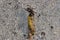 Horse Fly eating a dead yellow caterpillar