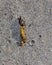 Horse Fly eating a dead yellow caterpillar