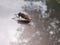 Horse-fly feeds on car bonnet