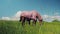 Horse with fly protection mask grazing on a meadow