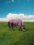 Horse with fly protection mask grazing on a meadow