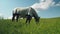 Horse with fly protection mask grazing on a meadow