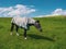 horse with fly protection mask grazing on a meadow.