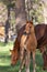 Horse and foal