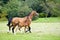 Horse with foal