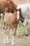 Horse foal