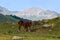 Horse with a foal on the Alpine meadow in mountains of Abkhazia