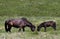 Horse and foal eating grass