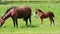 Horse foal filly and mare