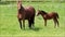 Horse foal filly and mare on green pasture