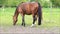 Horse foal filly and mare on green pasture