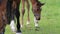 Horse foal filly and mare on green pasture
