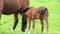 Horse foal filly suckling mare on a green field
