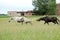 Horse with foal gallop across the field