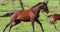 A horse with a foal graze in a green meadow with blooming poppies, Israel in the spring