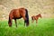 Horse and foal grazing in a meadow