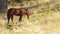 Horse, Foal Grazing in Mountain Pastures