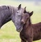 Horse and foal love and care