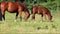 Horse foal and mare grazing on green pasture