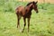 Horse foal in the meadow