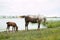 Horse and foal near the watering hole on the lake