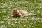 Horse foal is resting on flower field