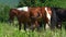 Horse foal will sit in the meadow next to its mother. Many horses of different colors in the meadow near the village