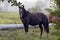 Horse in fog at jungles farm in South America