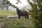 Horse in fog at jungles farm in South America