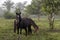 Horse in fog at jungles farm in South America