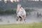 Horse in foggy field