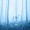 Horse in the foggy forest landscape