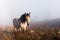 Horse in foggy meadow in mountains valley