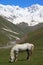 Horse at the foot of Mt Shkhara. Svaneti. Georgia