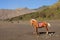 Horse at the foothills of Bromo volcano in Indonesia