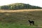 A horse in the foothills of the Tigirek range. Altai Territory. Russia