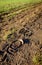 Horse footprints seen in soft mud near a farm field.