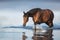Horse free walk in water